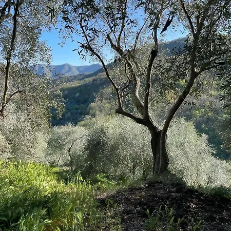 Casa Sissi, Sehnsuchtsort Zwischen Olivenhainen Ranzo-Borgo